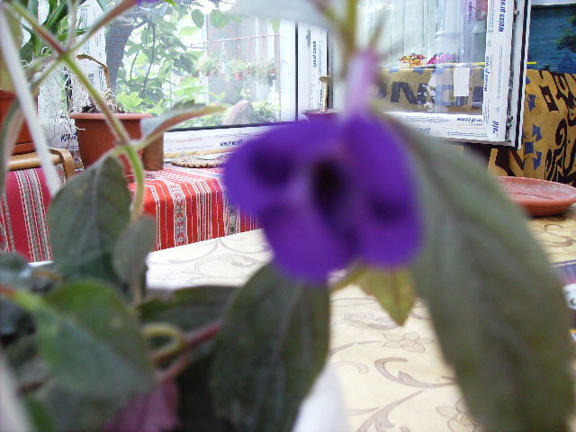 achimenes violacea semiplena 2