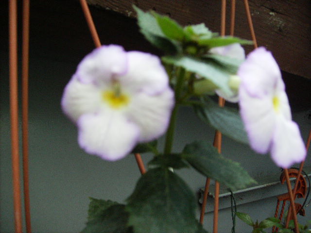 achimenantha Sagitarius - flori  de august 2011