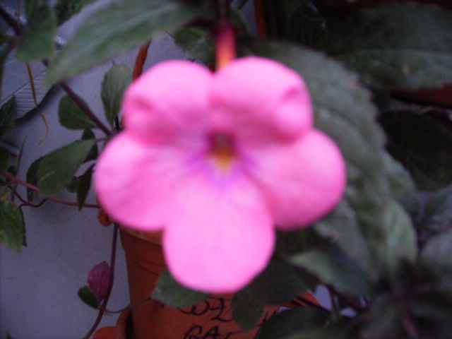 achimenes cascade fashion Pink