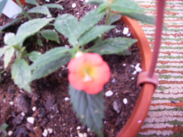 achimenes Coral Sunset