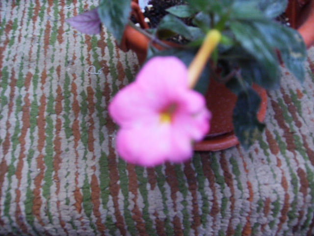 achimenes Jai Dee Pink - flori  de august 2011