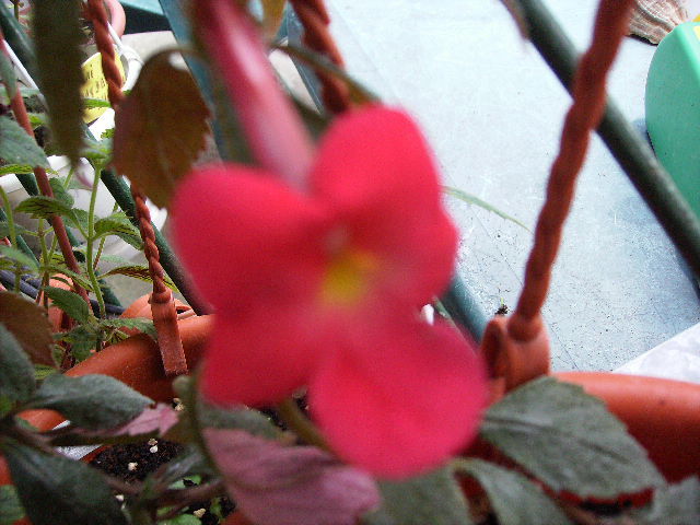 achimenes cascade Evening Glow - flori  de august 2011