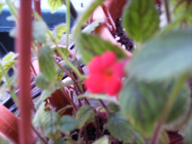 achimenes Erecta - flori  de august 2011