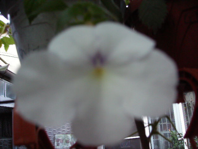 achimenes Snow Princeps