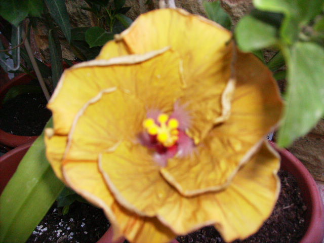 Hibiscus - flori  de august 2011