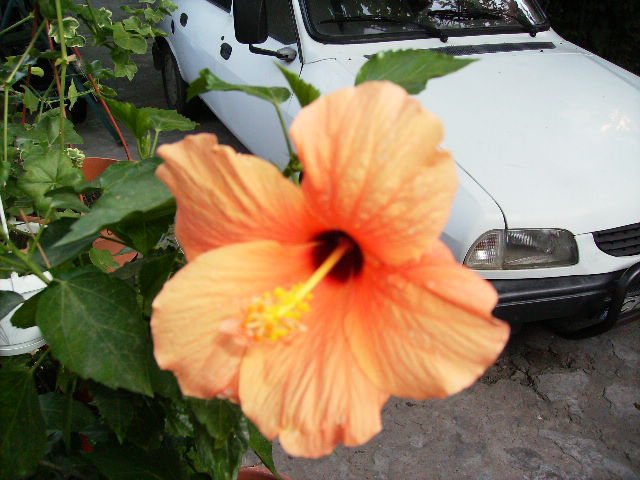 Hibiscus - flori  de august 2011