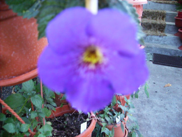 achimenes India