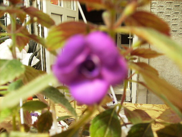 achimenes violacea semiplena - flori  de august 2011