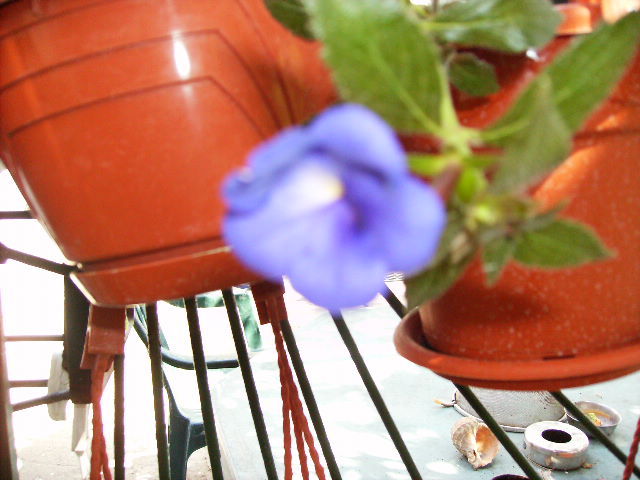 achimenes Bleu