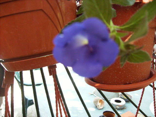achimenes Bleu 2 - flori  de august 2011