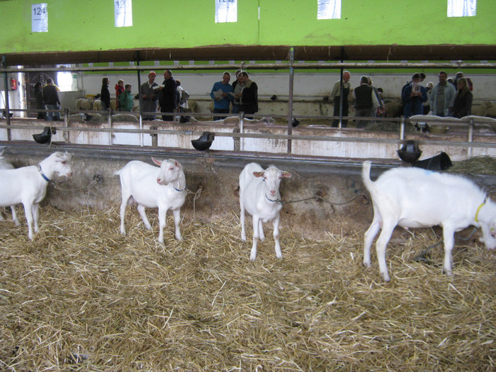 capre sannen-fam-Lindbichler - crescatori de capre -austria ziege farm
