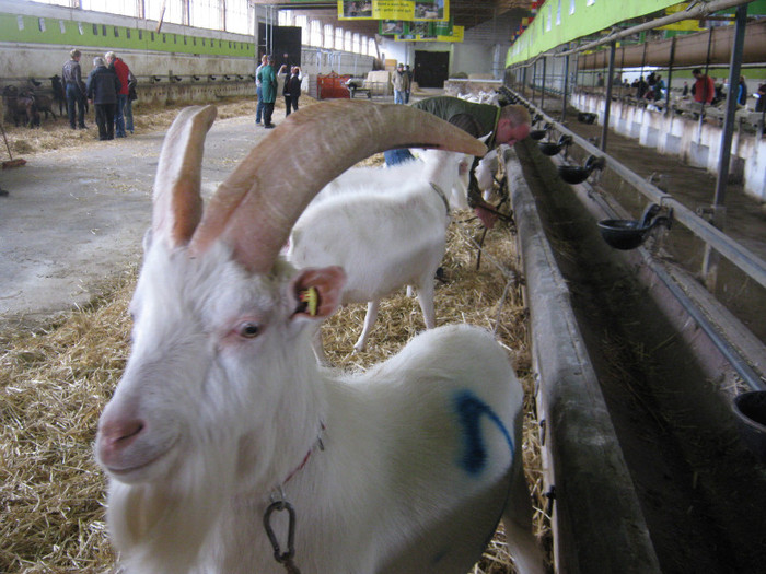 tapul de vanzare - crescatori de capre -austria ziege farm