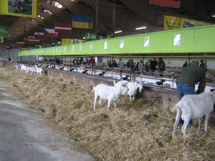 tapi la licitatie in Wels - crescatori de capre -austria ziege farm