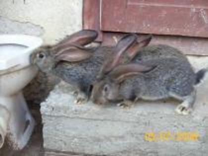 IKTJRKITOPVKUZSHIMO - imagini cu iepurii
