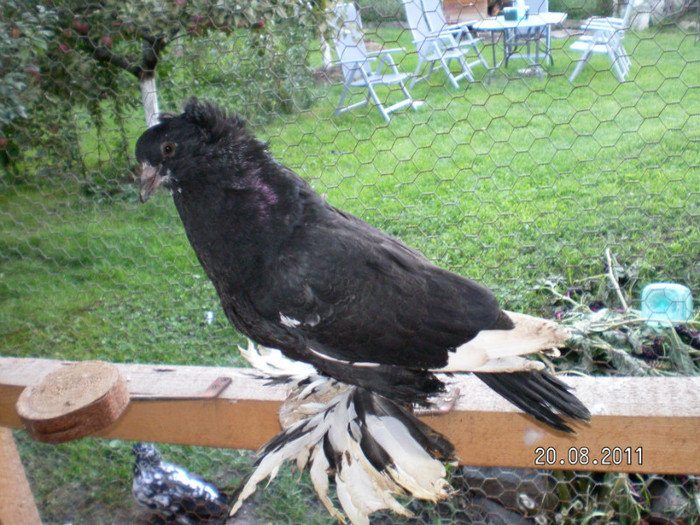 SANY0082 - PUI 2011