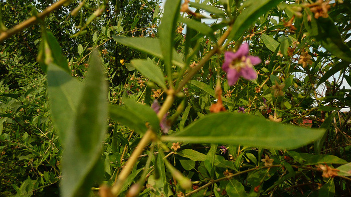 P1240982 - 1 - Goji 20 august 2011