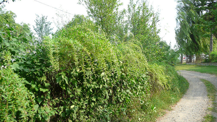 P1240989 - 1 - Goji 20 august 2011