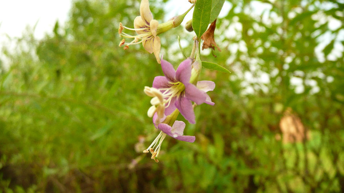 P1250003 - 1 - Goji 20 august 2011