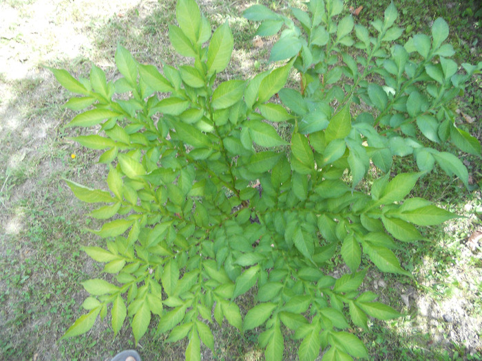 DSCN0477