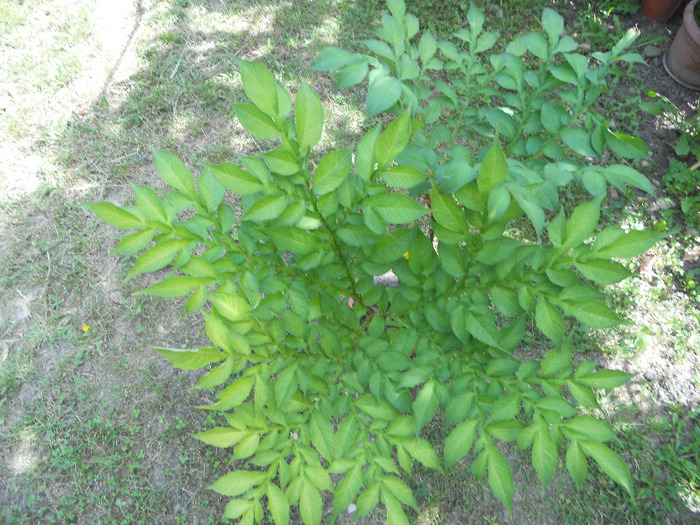 DSCN0476