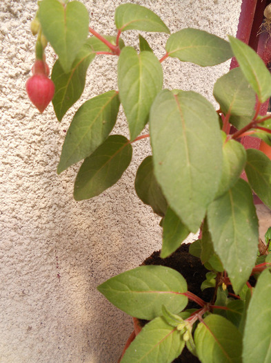 DSCN0484