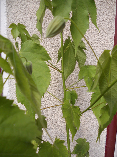 abutilon oranj