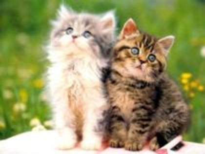 10369747_KRTYKUZYE - imagini cu pisici dragute