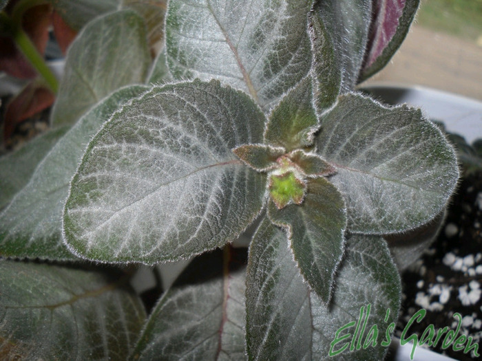 20 august 2011 - Kohleria Silver Feather