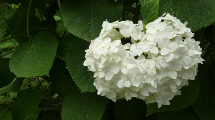 hortensie