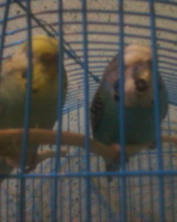 Fotografie-0007_1 - papagali de vanzare femela