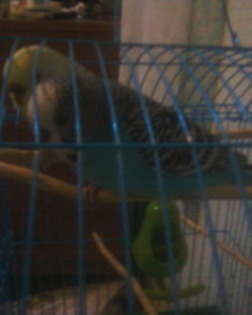 Fotografie-0009_2 - papagali de vanzare femela