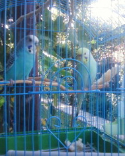 Fotografie-0011_2 - papagali de vanzare femela