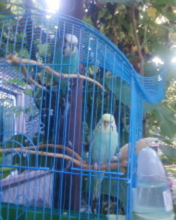 Fotografie-0012_1 - papagali de vanzare femela