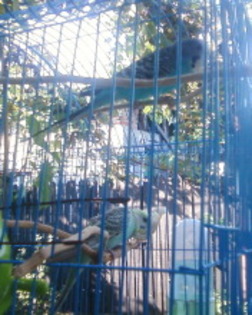 Fotografie-0013_1 - papagali de vanzare femela