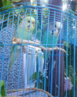 Fotografie-0015_1 - papagali de vanzare femela