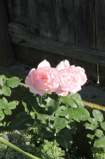 _MG_2902 - florile mele
