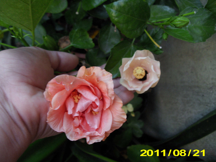 Picture 003 - hibiscus