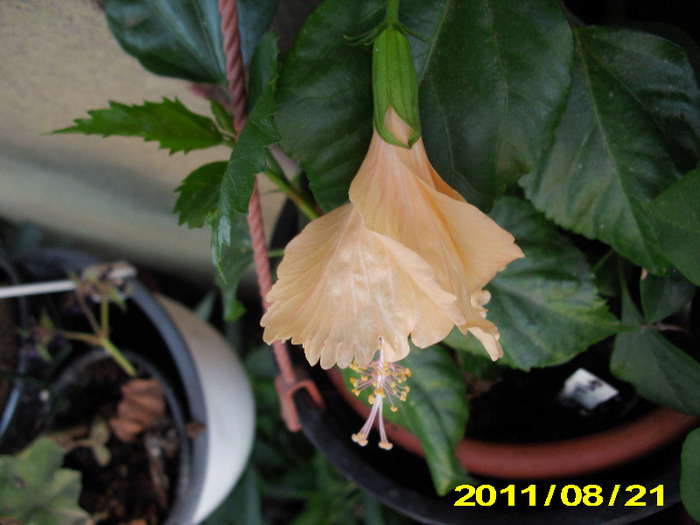 sprinle rain - hibiscus