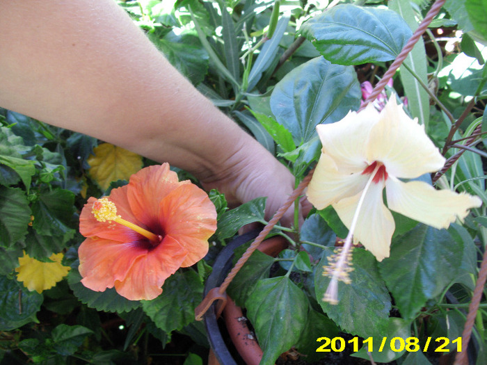 Picture 017 - hibiscus