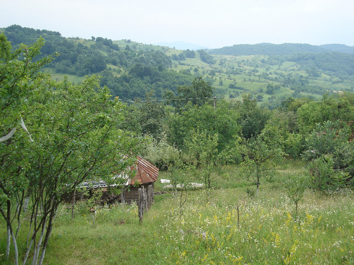 si iar mult verde