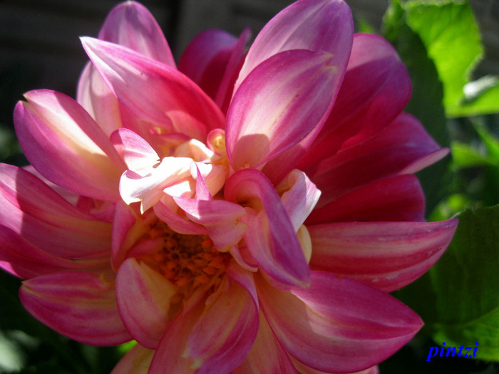 21.08.11 - Dahlia-11