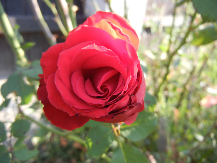 Rose Dame de Coeur (2011, August 20)