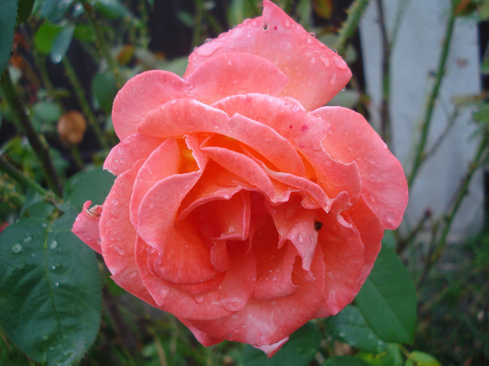 Rose Artistry (2011, August 18)