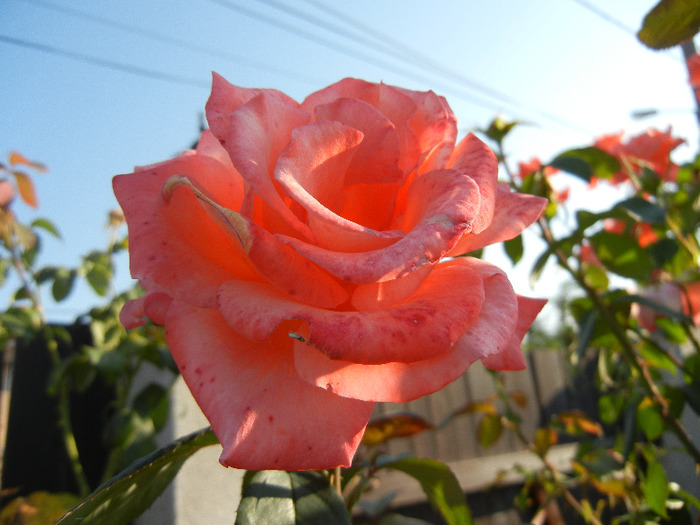 Rose Artistry (2011, August 20)