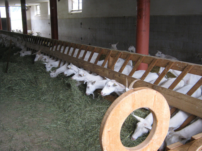 ferma de capre sanne -Urlisberg - crescatori de capre -austria ziege farm