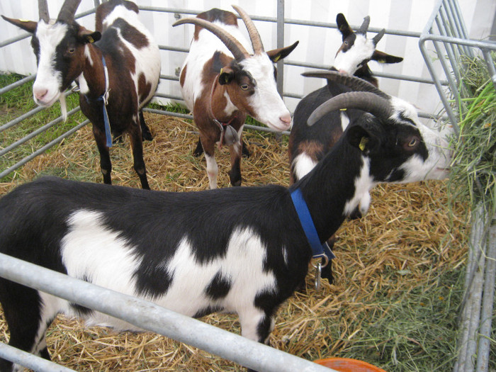 capre - crescatori de capre -austria ziege farm