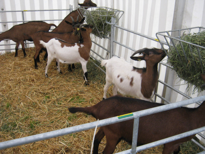 capre.de rasa - crescatori de capre -austria ziege farm