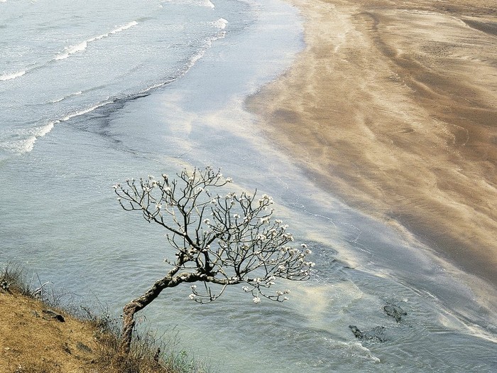 Champak Tree, Maharashtra, India