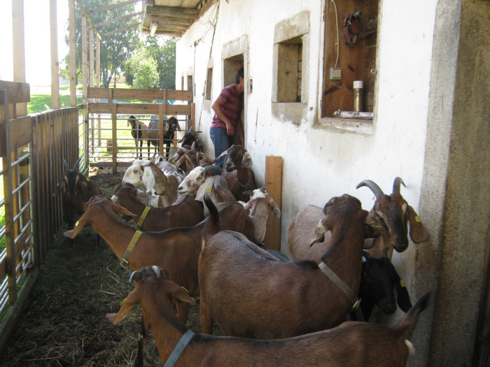 capre-anglo 030 - crescatori de capre -austria ziege farm