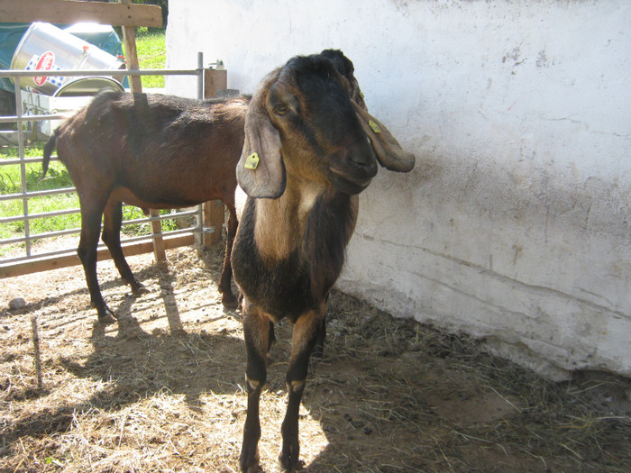 capre-anglo 027 - crescatori de capre -austria ziege farm